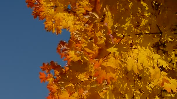 Albero autunnale con foglie — Video Stock