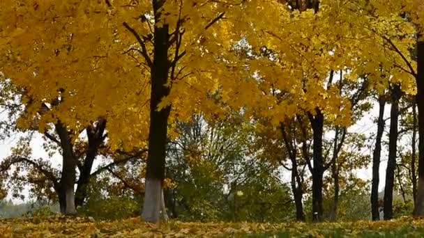 Autumn tree with leaves — Stock Video