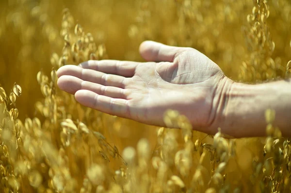 Männerhand und goldene Weizenähren — Stockfoto