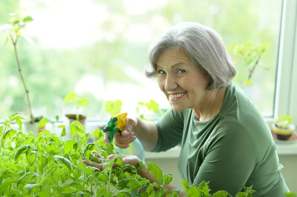 Senior woman planting sprouts — Stock Photo, Image