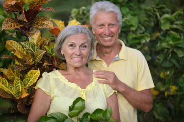 Pareja de ancianos en jardín tropical —  Fotos de Stock