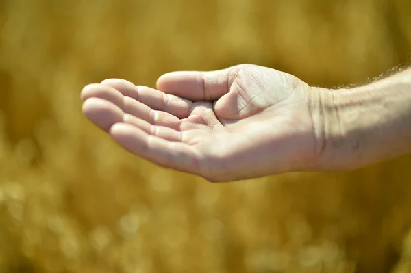 Male hand and golden wheat ears — Stock Photo, Image
