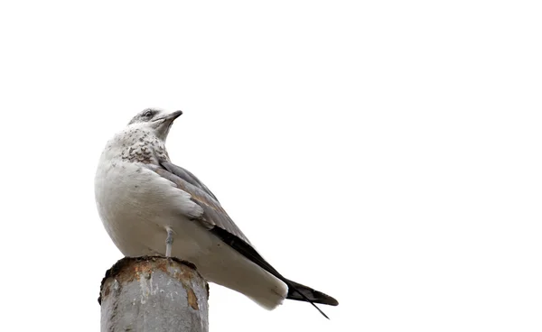 White bird on a stake — Stock Photo, Image