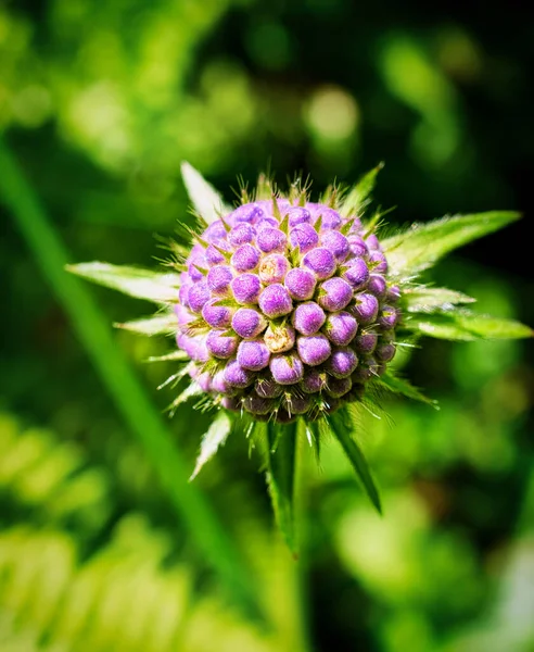 Fiore Cardo Immagine Ravvicinata — Foto Stock