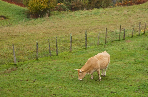 Cow at Basque Country — Stock Photo, Image