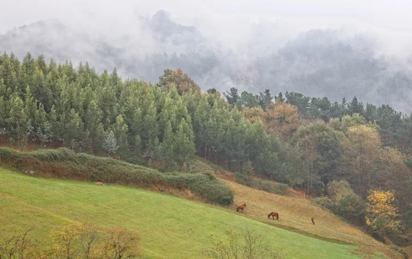 Baskimaan hevoset — kuvapankkivalokuva