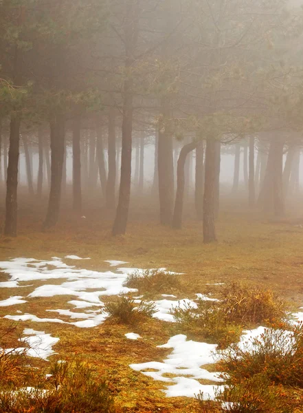 Туманний дерева — стокове фото