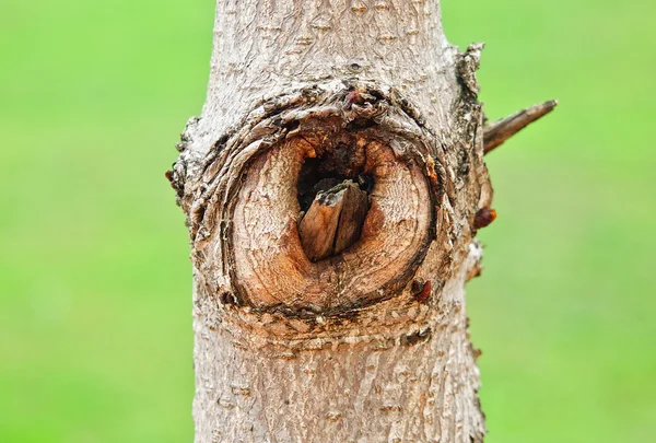 The tree eye — Stock Photo, Image