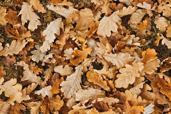 Dry leaves Stock Photos, Royalty Free Dry leaves Images | Depositphotos Dry leaves Stock Photos, Royalty Free Dry leaves Images | Depositphotos
