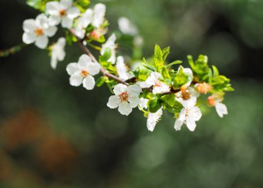 badem ağacı çiçek