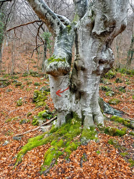 Šipka na stromě — Stock fotografie