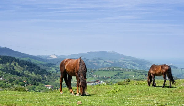 Wild horses — Stock Photo, Image