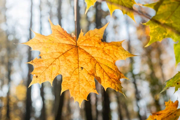 Hoja Amarilla Otoño Sobre Fondo Los Árboles — Foto de Stock