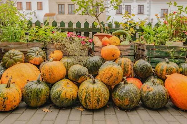 Various Types Pumpkin Healthy Tasty Vegetables — Stock Photo, Image