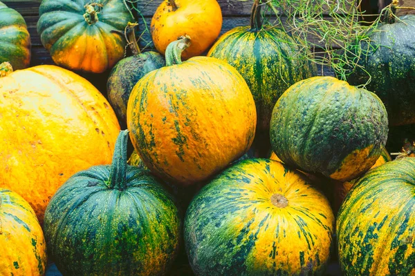 Various Types Pumpkin Healthy Tasty Vegetables — Stock Photo, Image