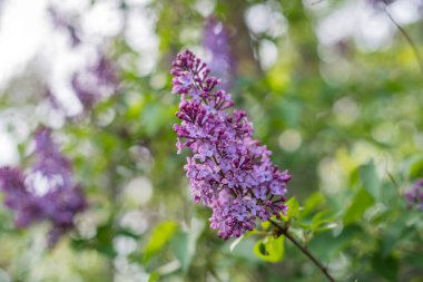 Baharda açan yeşil bahçeli leylak çiçekleri