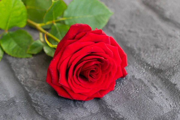 Rosas Rojas Jardín Flores Plena Floración —  Fotos de Stock