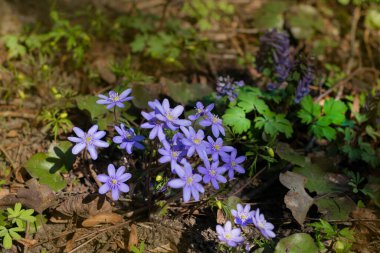 Anemon hepatikası güneş ışığında ağaçlık alanda çiçek açıyor. Polonya ormanlarında bahar mevsimi. 