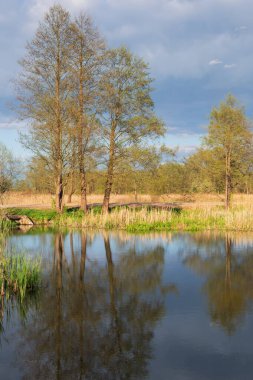 Baharın başlarında sakin bir nehir manzarası. Karanlık su, ağaç gövdelerini ve dallarını yansıtıyor. Mavi gökyüzü ve daha koyu bulutların karışımı. Görüntü tipik bir doğal ekosistemi gösteriyor..