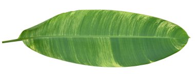 Beyaz zemin üzerinde sarı lekeler olan sarımsı yeşil yaprak.