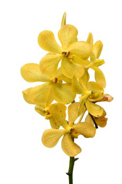 Beyaz arka planda kırmızı noktalı sarı orkideler.