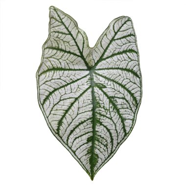 Beyaz arkaplanda beyaz ve yeşil izole edilmiş Caladium bicolor yaprağının üst görünümü