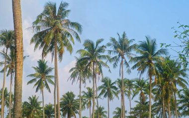 Doğa seyahati konsepti için tropik yaz manzarası. Uzun hindistan cevizi ağaçları ve mavi gökyüzü var..
