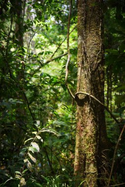 Tropik yağmur ormanı manzarası, taze yeşil, ağaçların üzerinde güneş ışığı parlıyor. karanlık atmosfer