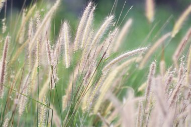 Tüylü çim çiçeklerinin doğal çayırlardaki görüntüsünü kapatın. Sabah güneş ışığıyla birlikte.
