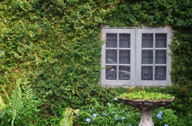 Yeşil duvarlarda beyaz pencereli doğal stil mimari ve klasik saksı bitkileriyle süslenmiş tırmanma bitkileri..