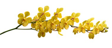 Beyaz arka planda mor noktalı sarı orkideler.