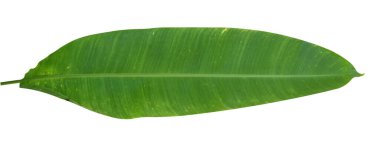 Beyaz arkaplanda izole edilmiş Heliconia yaprağı