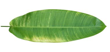 Beyaz zemin üzerinde sarı lekeler olan sarımsı yeşil yaprak.