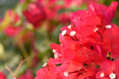 Beyaz mantarlı kırmızı bir bougainvillea çiçeğinin yakın plan fotoğrafı..