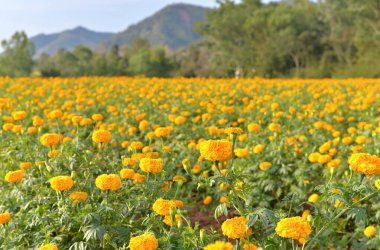 Kadife çiçekleri tarlalarında bir sürü sarı çiçek var. Arka planda doğa ve dağlar. Çiftçilerin hasat mevsimi için hazırlar..