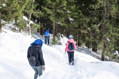 Bir grup arkadaş kış ormanlarında yürüyüş yapıyor. Karlı bir ormanda yürüyüş yapan bir grup..
