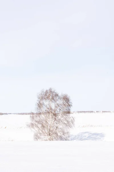 햇볕이 들판에 자작나무가 있습니다 — 스톡 사진
