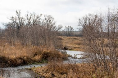 Nehir ve ağaçlarla dolu sonbahar gri manzarası. Bulutlu bir gün. Sonbahar sonu.