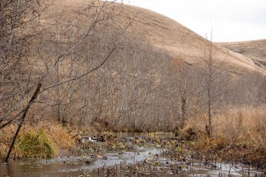 Nehir ve ağaçlarla dolu sonbahar gri manzarası. Bulutlu bir gün. Sonbahar sonu.
