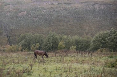 Genç at yağmur sırasında bir tarlada duruyor ve ot yiyor. Yaz.