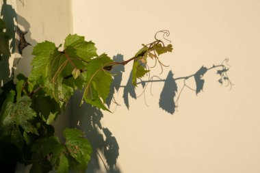 Yeşil Üzüm Sarmaşığı Sarı Taş Duvara Yapışıyor. Duvardaki gölge