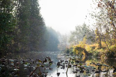 Nehrin üzerinde ağaçlarla birlikte hafif bir sis var. Su yüzeyindeki yansımalar. Peyzaj.