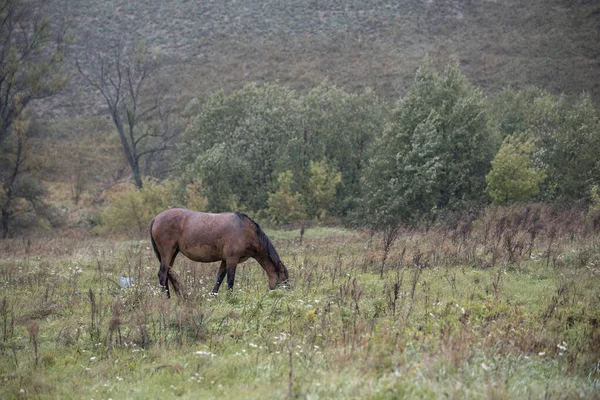 Mladý Kůň Stojí Během Deště Poli Trávu Léto — Stock fotografie