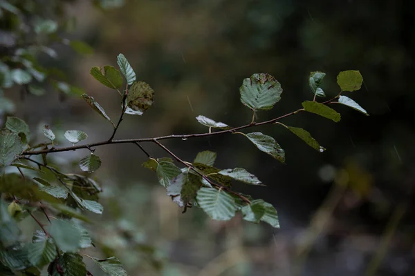 Gloomy rain day - branch with droplet. Tree.