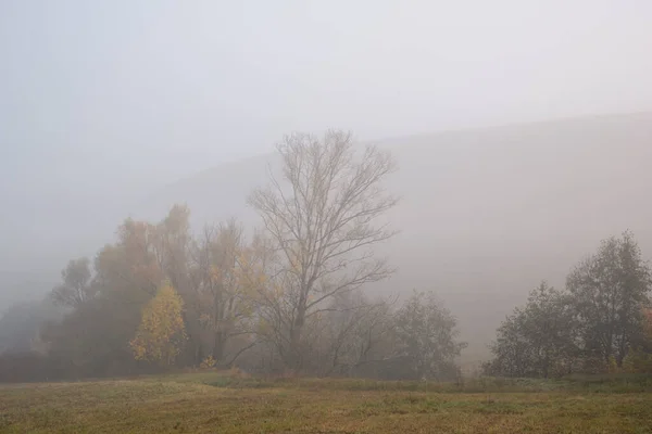 Nebel Zwischen Bäumen Herbst Baum Auf Der Wiese Herbst Mit — Stockfoto