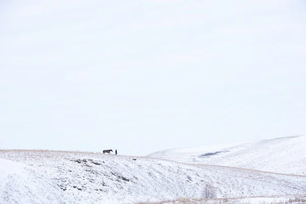 Man Horseback Winter Day Fields Hills Solo Walks Day Hobby — Stock Photo, Image