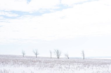 Winter rural icy snowy landscape. Fields with hills, trees and covered snow. Russia.