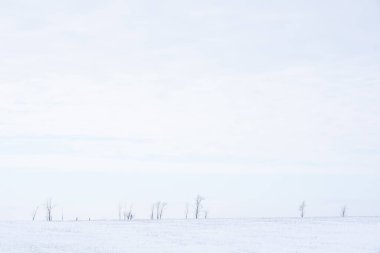 Winter rural icy snowy landscape. Fields with hills, trees and covered snow. Russia.