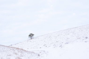 Winter rural icy snowy landscape. Fields with hills, trees and covered snow. Russia.