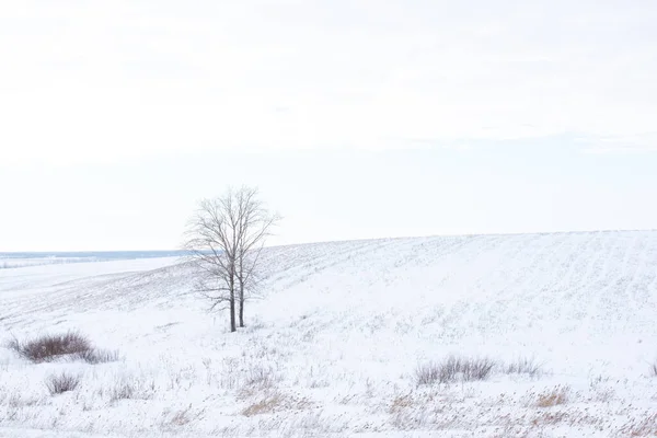 Winter Rural Icy Snowy Landscape Fields Hills Trees Covered Snow — 스톡 사진